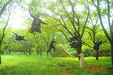 Monk Comes Down the Mountain *SUOMITXT* (2015, Kaige Chen)